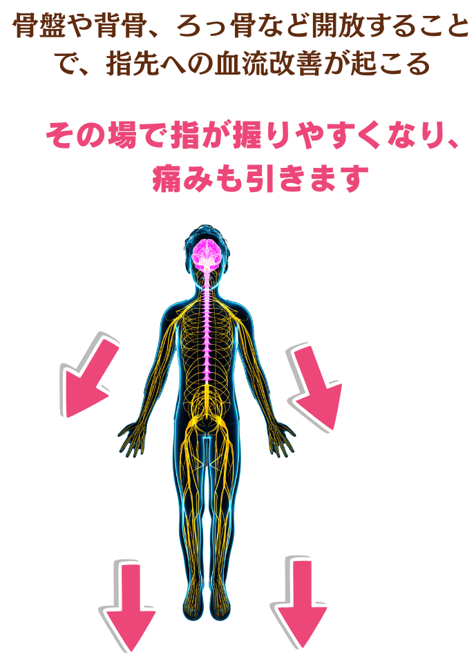 自律神経と血液循環の関係