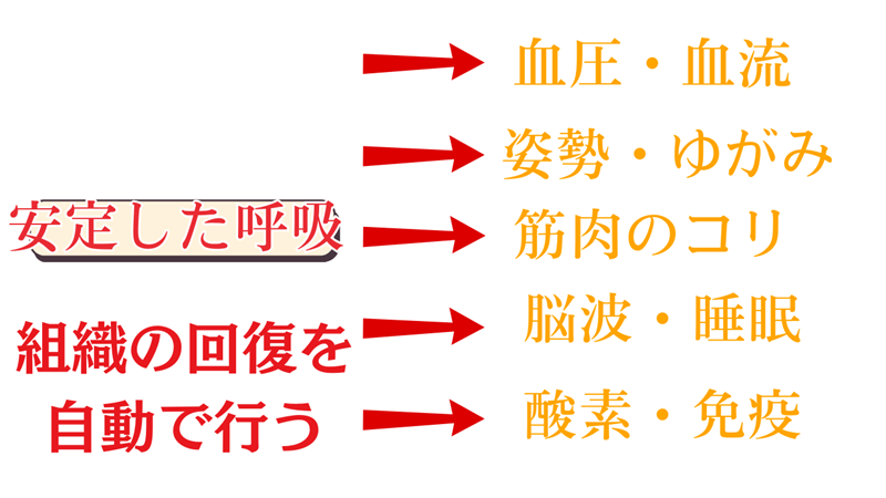 安定した呼吸は神経も筋肉にも脳にも栄養を送り続ける