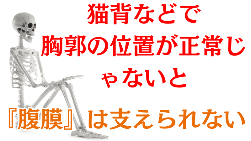 猫背では腹膜の位置は正常に保てない