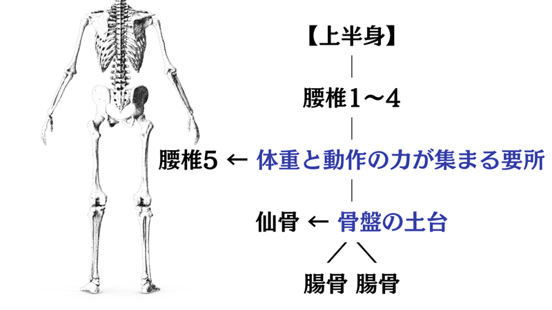 腰椎5番と仙骨が安定している状態
