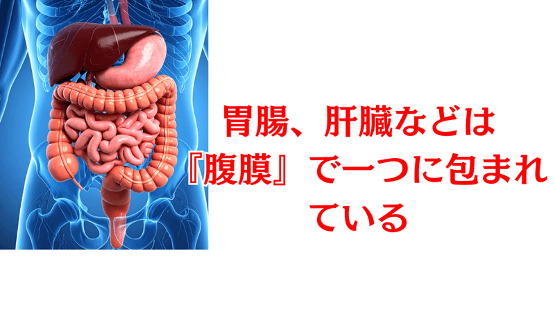 腸は腹膜で包まれる