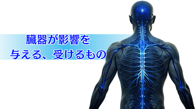 臓器が影響を与える、受けるもの