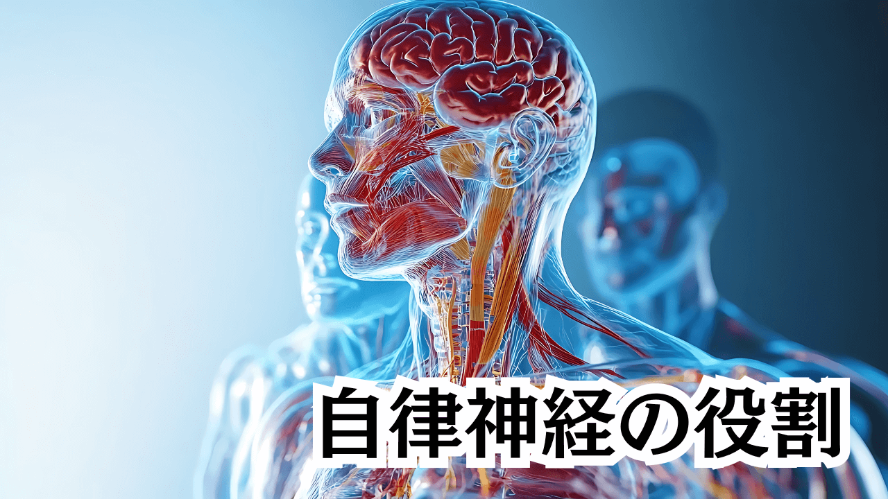 自律神経の役割