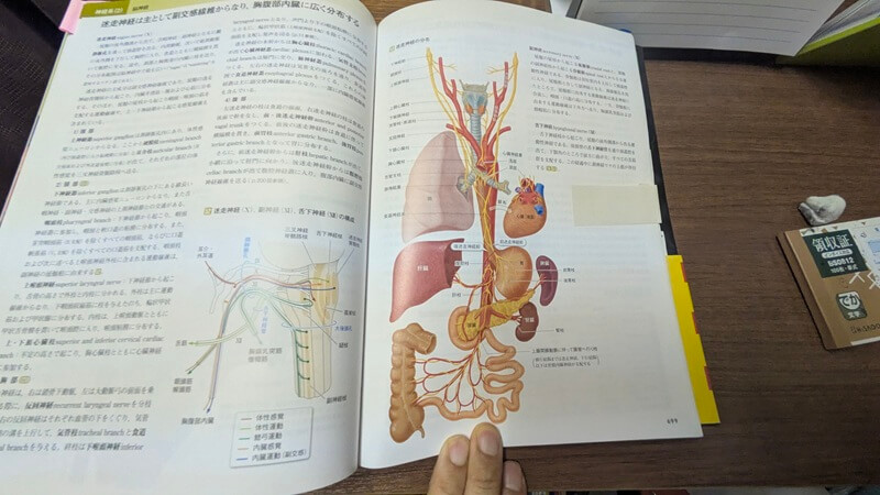 内臓と神経のつながり